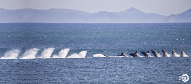Vũ điệu của cá voi, cảnh thường thấy ở "cung đường cá voi"